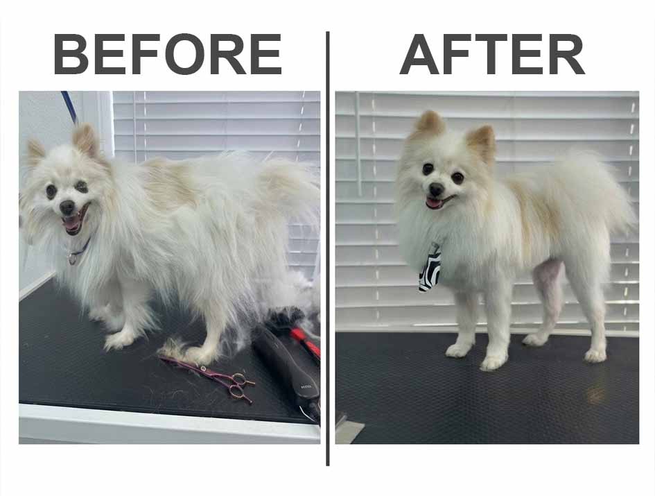 Pomerania