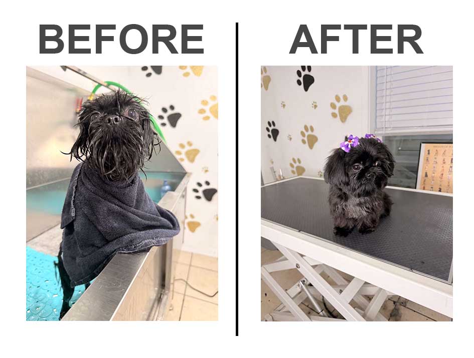 Zhi-Poodle