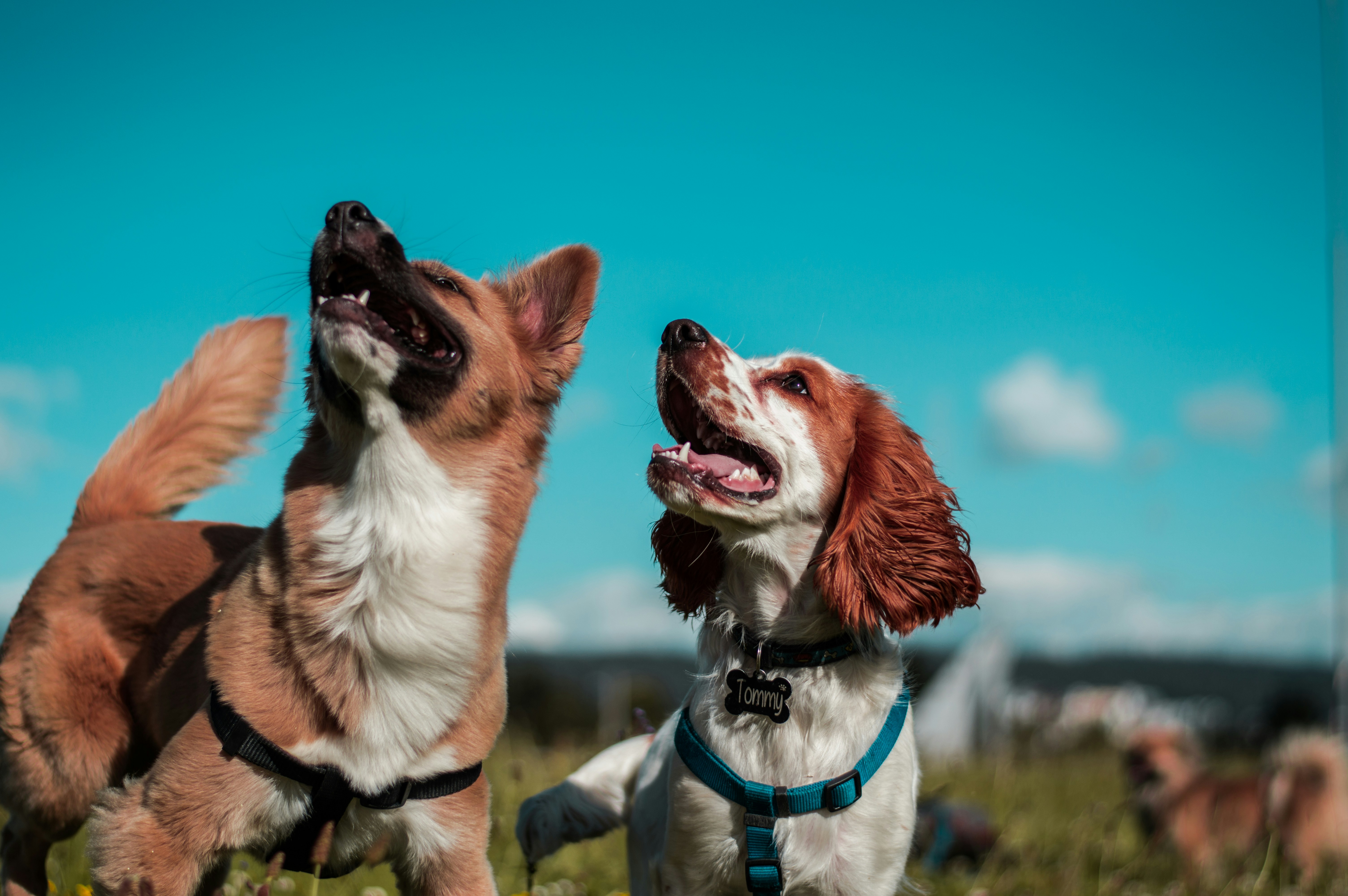 Canine dental brushing