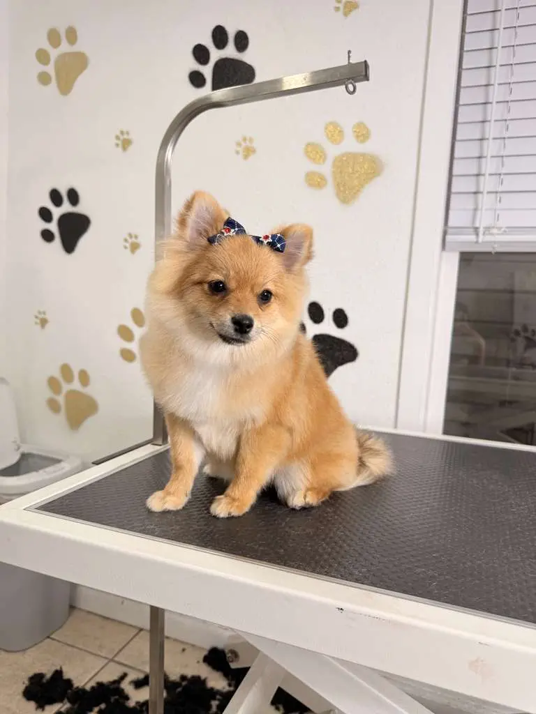 Full Grooming