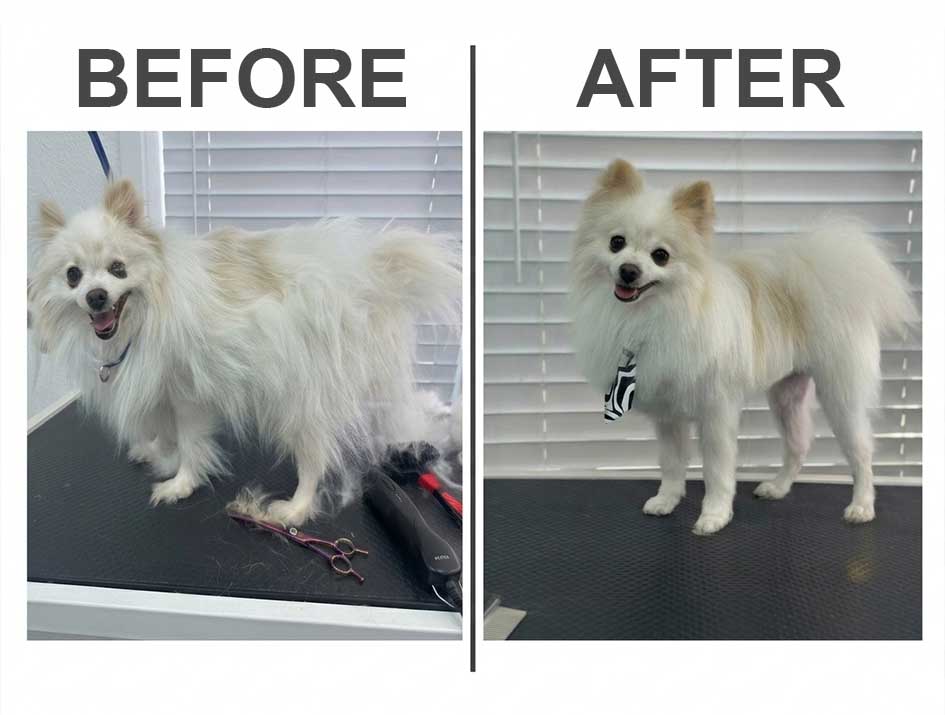 Goldendoodle before grooming - Tri-Citys Grooming Pros LLC