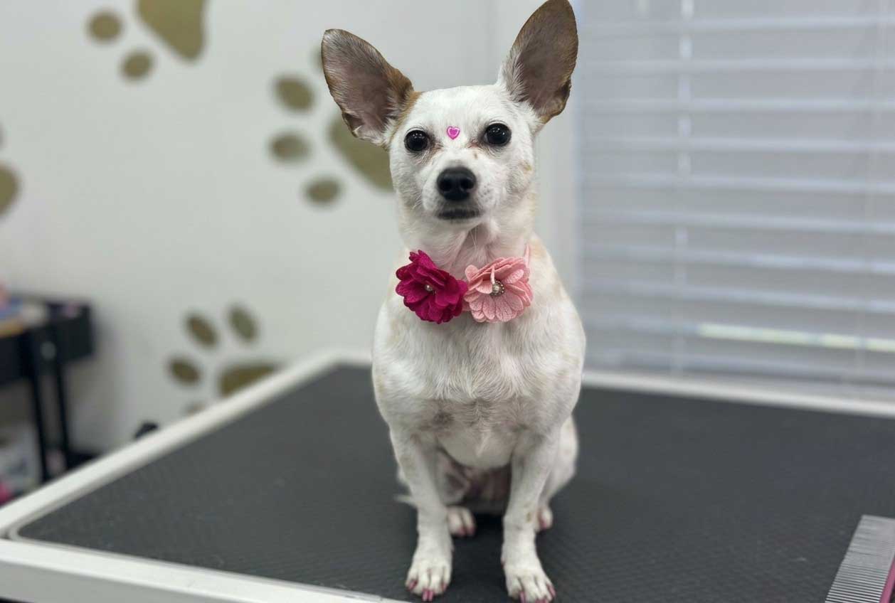 Luna the Poodle after breed-specific styling