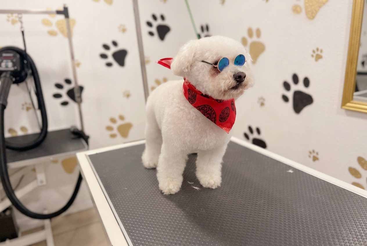 Daisy the Yorkshire Terrier precision cut and styling