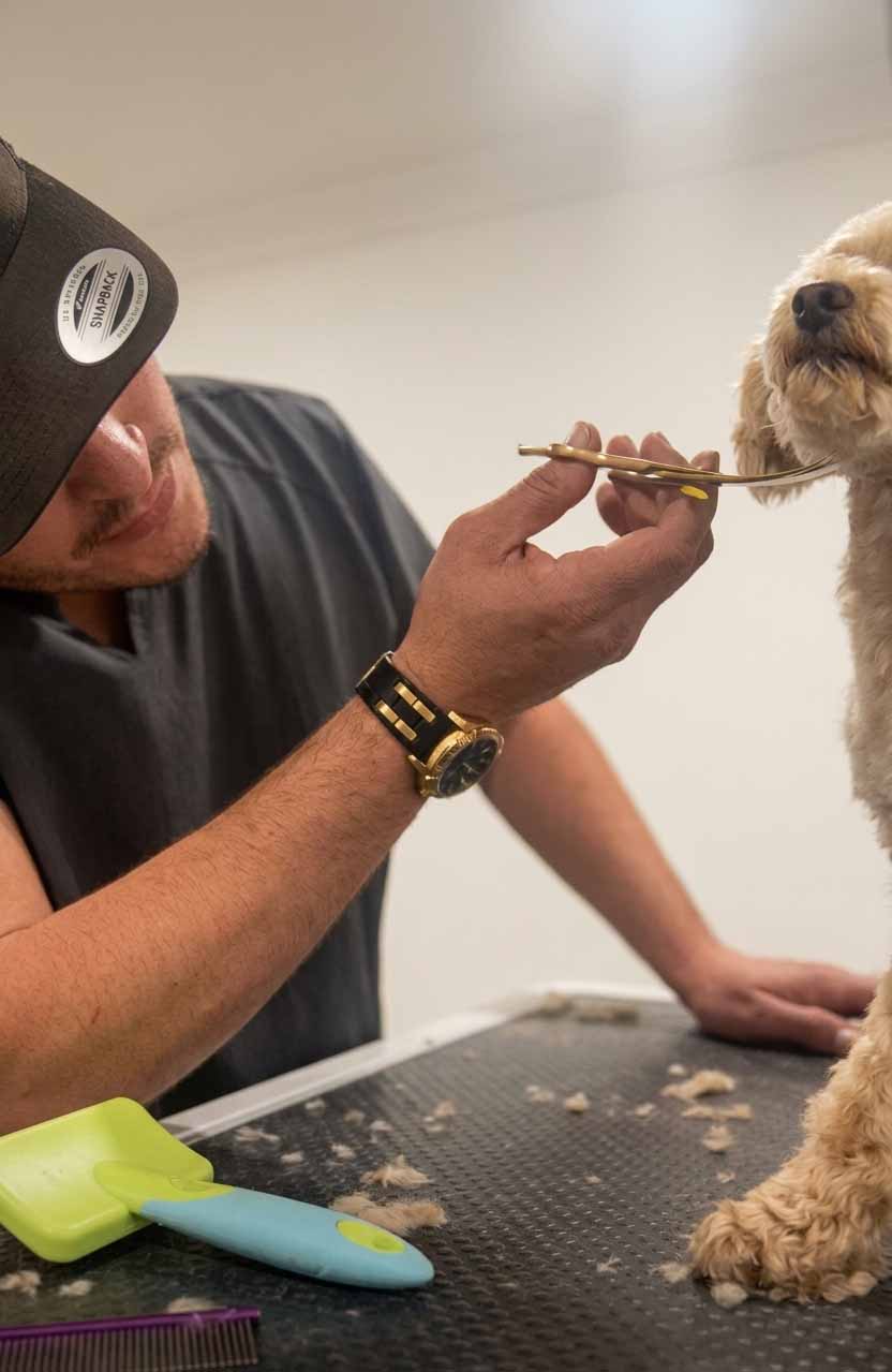 Dental Health - Tri-Citys Grooming Pros